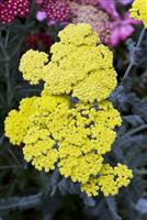 Achillea Moonshine - Yarrow