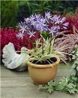 Agapanthus Tinkerbell - Variegated Nile Lily