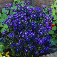 Anchusa azurea 'Dropmore'