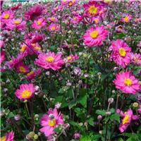 Anemone hupehensis japonica Pamina