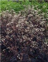 Anthriscus sylvestris Ravenswing - Black Cow Parsley