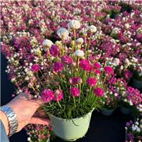 Armeria Duo - Multicoloured Thrift in Bud & Bloom