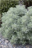 Artemisia Powis Castle - Wormwood