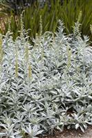 Artemisia ludoviciana Silver Queen