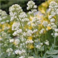 Centranthus ruber Albus - Valerian "Snow Cloud"