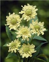 Cephalaria gigantea