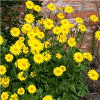 Doronicum Leonardo - Leopard's Bane - In Bud & Bloom