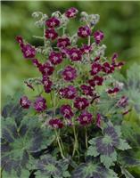 Geranium phaeum Samobor - Dusky Cranesbill