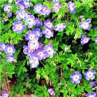 Geranium wallichianum Bloom me Away