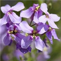 Hesperis matronalis - Purple Sweet Rocket