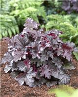 Heuchera Plum Pudding