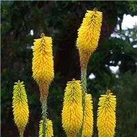 Kniphofia citrina - Red Hot Poker