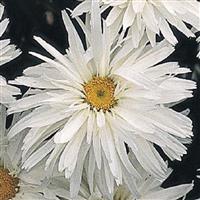 Leucanthemum x superbum Crazy Daisy - Shasta Daisy