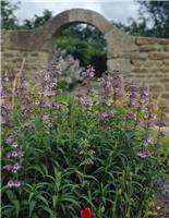 Penstemon Sour Grapes