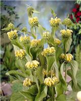Phlomis russeliana - Turkish or Jerusalem Sage