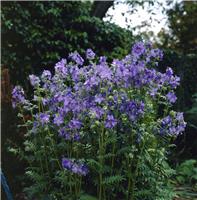 Polemonium caeruleum - Jacob's ladder