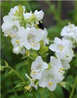 Polemonium caeruleum album - Jacob's ladder
