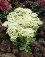Sedum Iceberg - Stardust Sedum