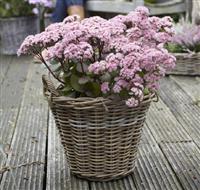 Sedum Matrona