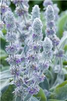 Stachys byzantina 'Big Ears'