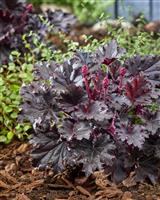 Heuchera 'Timeless Night'