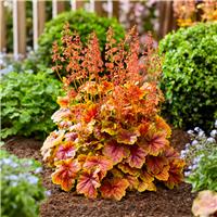 Heuchera Eternal Flame