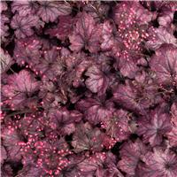 Heuchera Electric Plum