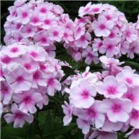 Phlox paniculata Sweet Summer'