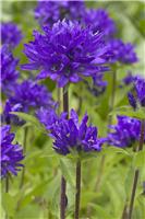 Campanula glomerata Superba - Clustered Bell Flower