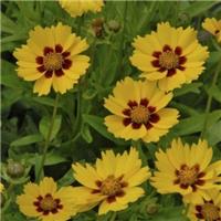 Coreopsis lanceolata Sterntaler