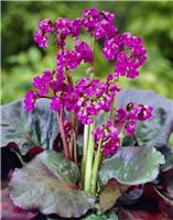 Bergenia 'Eroica' - Elephant Ears