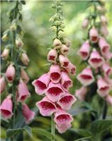 Digitalis x mertonensis - Crushed Strawberries - Foxgloves