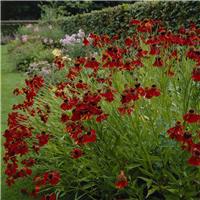 Helenium Moerheim Beauty