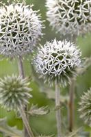 Echinops sphaerocephalus "Arctic Glow" - Arctic Glow Globe Thistle
