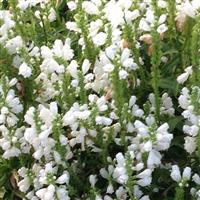 Physostegia virginiana Alba - Obedient plant - Crown of Snow