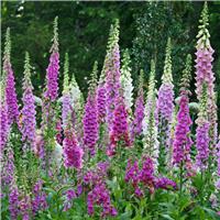 Digitalis purpurea Excelsior - Foxgloves