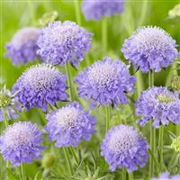 Scabiosa columbaria Mariposa Blue - Butterfly Blue Pincushion Flower Scabious - In Bud & Bloom