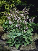 Hosta Blue Cadet