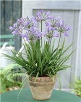 Agapanthus 'Peter Pan' - Nile Lily