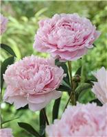 Paeonia Sarah Bernhardt - Peony Sarah Bernhart