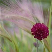 Knautia Macedonica - Red Knight