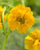 Geum Lady Stratheden - Avens