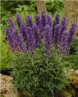 Aconitum napellus 'Blue Valley' - Monkshood
