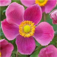 Anemone 'Hadspen Abundance' - Japanese Anemone