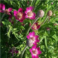 Anemone multifida 'Rubra'