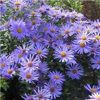 Aster frikartii 'Mnch' - Michaelmas Daisy