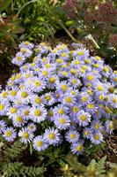 Aster novi belgii 'Lady in Blue' - Michaelmas Daisy