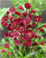 Astrantia major 'Claret' - Masterwort