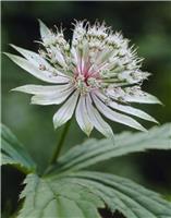 Astrantia major 'Shaggy' - Masterwort