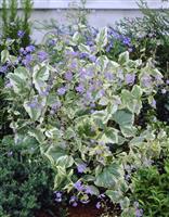 Brunnera macrophylla 'Hadspen's Cream'